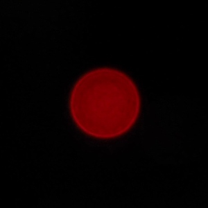 Venus Optics LAOWA 7.5 mm f/2 MFT - Koma, astygmatyzm i bokeh