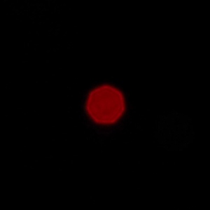 Venus Optics LAOWA 7.5 mm f/2 MFT - Koma, astygmatyzm i bokeh