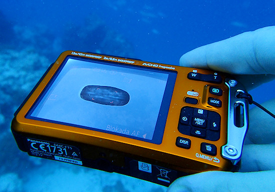 Test aparatw podwodnych 2013 - cz I - Panasonic Lumix FT5