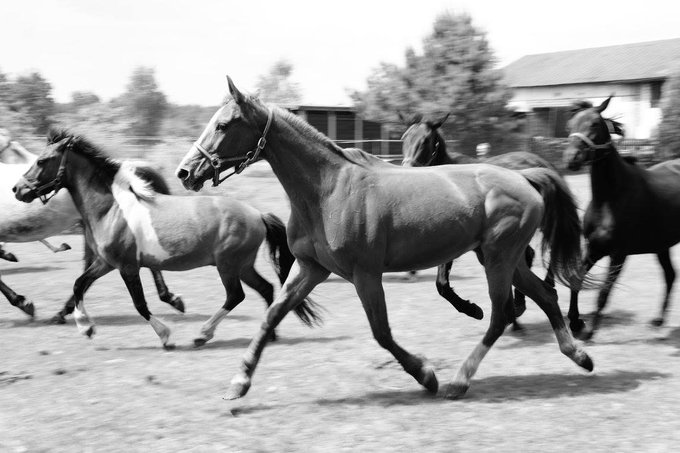 Fotografowanie koni - II edycja warsztatw