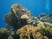 Test aparatw podwodnych 2014 - cz II - Canon PowerShot D30