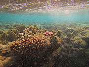 Test aparatw podwodnych 2014 - cz II - Canon PowerShot D30