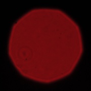 Nikon Nikkor AF-S 300 mm f/4E PF ED VR - Koma, astygmatyzm i bokeh