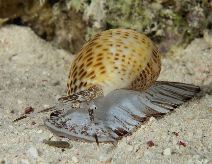 Akademia Fotografii Podwodnej Olympusa