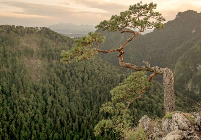 Pieniny krajobrazowo-owczarskie - plener fotograficzny z Tokin