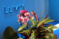 Panasonic Lumix FZ2000 - przykadowe zdjcia