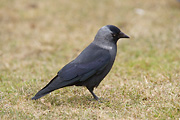 Sony 70-400 mm f/4-5.6 G SSM - przykadowe zdjcia