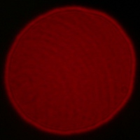 Canon EF 16-35 mm f/2.8L III USM - Koma, astygmatyzm i bokeh