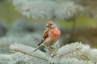 Canon EF 400 mm f/4 DO IS II USM - zdjcia przykadowe