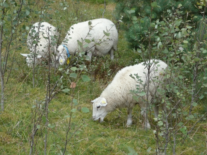 Panasonic Lumix FZ82 na norweskich fiordach - Nagrywanie 4K, filmy poklatkowe, tryb panoramy i funkcje specjalne Panasonic Lumix FZ82 na norweskich fiordach - Nagrywanie 4K, filmy poklatkowe, tryb panoramy i funkcje specjalne