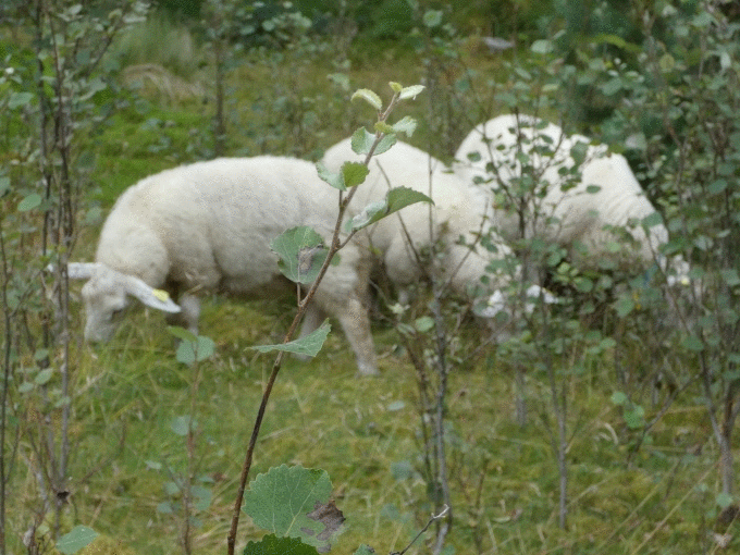 Panasonic Lumix FZ82 na norweskich fiordach - Nagrywanie 4K, filmy poklatkowe, tryb panoramy i funkcje specjalne Panasonic Lumix FZ82 na norweskich fiordach - Nagrywanie 4K, filmy poklatkowe, tryb panoramy i funkcje specjalne