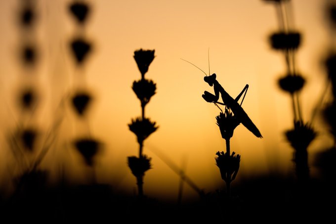 Fujifilm Fujinon XF 80 mm f/2.8 LM OIS WR Macro