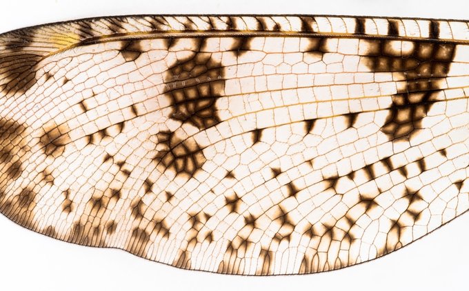 Fujifilm Fujinon XF 80 mm f/2.8 LM OIS WR Macro
