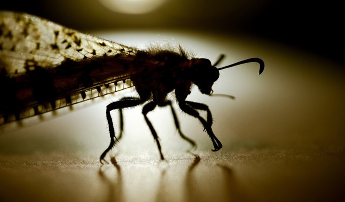 Fujifilm Fujinon XF 80 mm f/2.8 LM OIS WR Macro