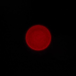 Venus Optics LAOWA 7.5 mm f/2 MFT - Koma, astygmatyzm i bokeh