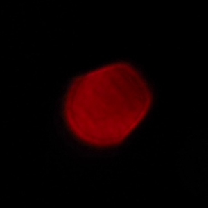 Venus Optics LAOWA 7.5 mm f/2 MFT - Koma, astygmatyzm i bokeh