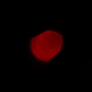 Venus Optics LAOWA 7.5 mm f/2 MFT - Koma, astygmatyzm i bokeh