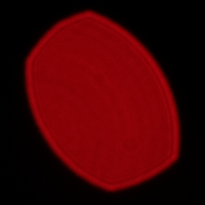 Fujifilm Fujinon XF 80 mm f/2.8 LM OIS WR Macro - Koma, astygmatyzm i bokeh