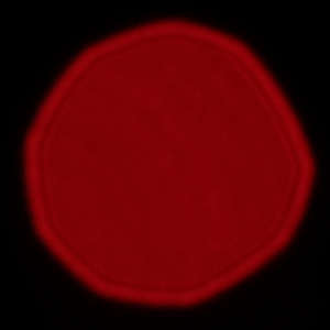 Fujifilm Fujinon XF 80 mm f/2.8 LM OIS WR Macro - Koma, astygmatyzm i bokeh