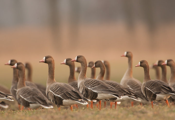 Warsztaty fotografii dzikiej przyrody z Dariuszem Ogoz