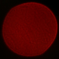 Venus Optics LAOWA 15 mm f/2 ZERO-D - Koma, astygmatyzm i bokeh