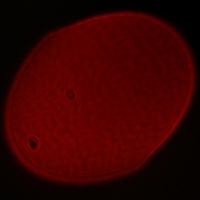 Venus Optics LAOWA 15 mm f/2 ZERO-D - Koma, astygmatyzm i bokeh