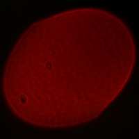 Venus Optics LAOWA 15 mm f/2 ZERO-D - Koma, astygmatyzm i bokeh