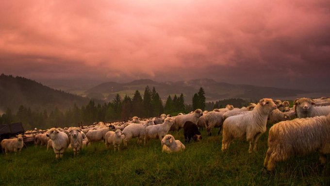 Krajobrazowo-pasterskie warsztaty fotograficzne w Pieninach