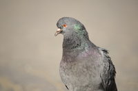 Nikon Nikkor AF-S 180-400 mm f/4E TC1.4 FL ED VR - Zdjcia przykadowe