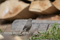 Nikon Nikkor AF-S 180-400 mm f/4E TC1.4 FL ED VR - Zdjcia przykadowe