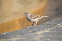 Nikkor AF-P DX 70-300 mm f/4.5-6.3G ED VR - zdjcia przykadowe