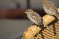 Nikon Nikkor AF-S 200–500 mm f/5.6E ED VR - Zdjcia przykadowe