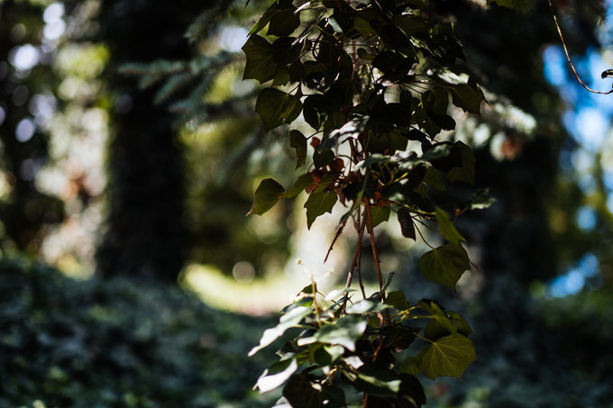 Kamlan 50 mm f/1.1 - jasna staka na kad kiesze - Fotografowanie w praktyce