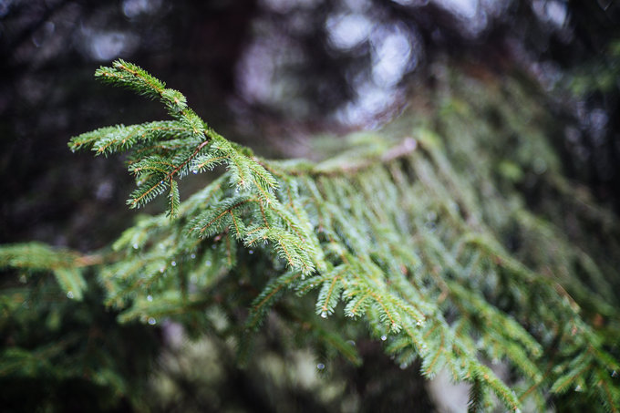 Kamlan 50 mm f/1.1 - jasna staka na kad kiesze - Fotografowanie w praktyce