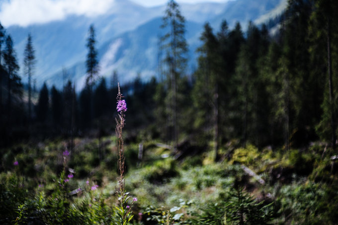 Kamlan 50 mm f/1.1 - jasna staka na kad kiesze - Fotografowanie w praktyce