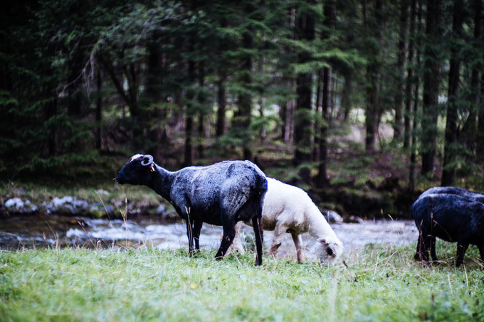 Kamlan 50 mm f/1.1 - jasna staka na kad kiesze - Fotografowanie w praktyce