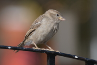 Nikon Nikkor AF-S 200–500 mm f/5.6E ED VR - Zdjcia przykadowe