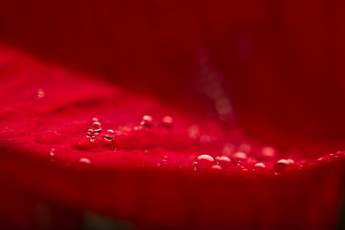 Irix 150 mm f/2.8 MACRO 1:1 już dostępny Irix 150 mm f/2.8 MACRO 1:1 już dostępny