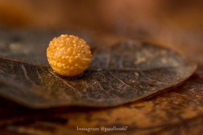 Irix 150 mm f/2.8 MACRO 1:1 już dostępny Irix 150 mm f/2.8 MACRO 1:1 już dostępny