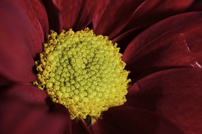 Irix 150 mm f/2.8 MACRO 1:1 już dostępny Irix 150 mm f/2.8 MACRO 1:1 już dostępny