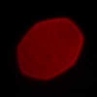 Venus Optics LAOWA 12 mm f/2.8 ZERO-D  - Koma, astygmatyzm i bokeh