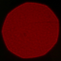 Sigma A 28 mm f/1.4 DG HSM - Koma, astygmatyzm i bokeh