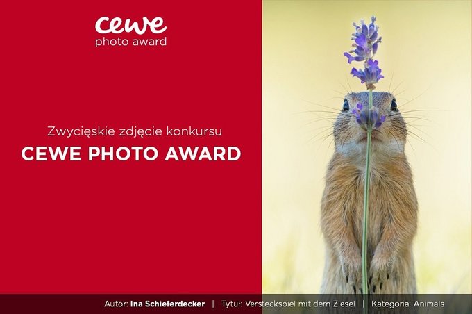 CEWE Photo Award 2019 - wyniki konkursu