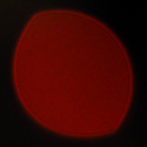 Venus Optics LAOWA 17 mm f/1.8 MFT II - Koma, astygmatyzm i bokeh