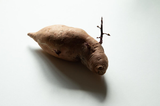 Rozstrzygnito konkurs Potato Photographer of the Year 2020