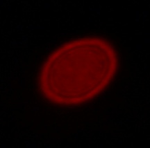 Venus Optics LAOWA 9 mm f/5.6 FF RL - Koma, astygmatyzm i bokeh