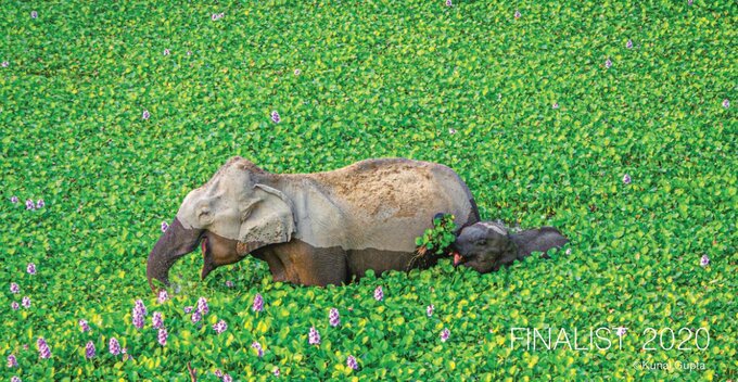 Ogoszono finalistw konkursu Comedy Wildlife Photography Awards 2020