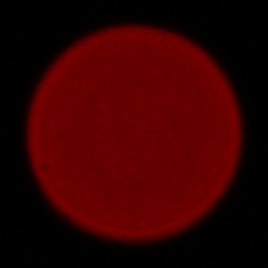 Sigma A 105 mm f/2.8 DG DN Macro - Aberracja chromatyczna i sferyczna