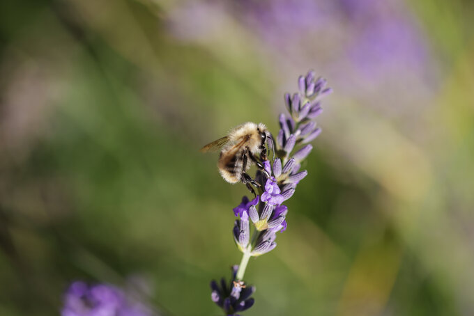 Canon EOS R5 w zastosowaniach fotograficznych - Rozdzia 1