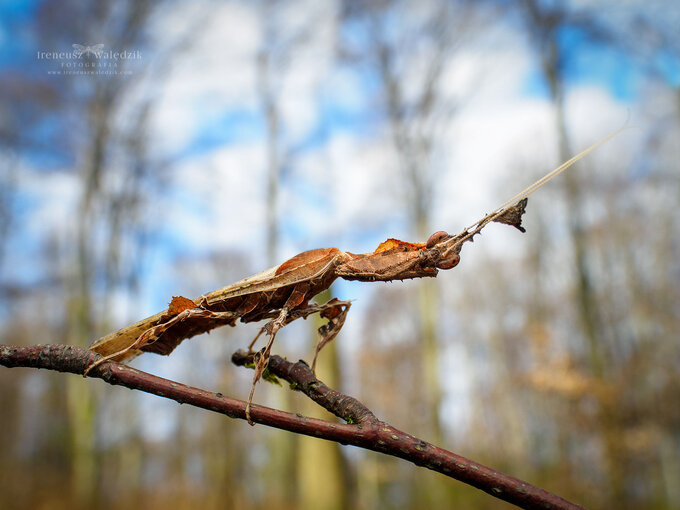 wiat makro w obiektywach Laowa - Venus Optics Laowa 15 mm f/4 Macro